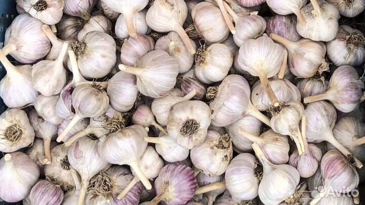Озимый чеснок