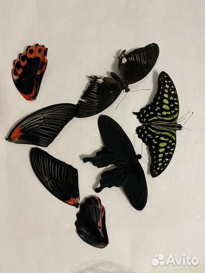 Сухие насекомые бабочки