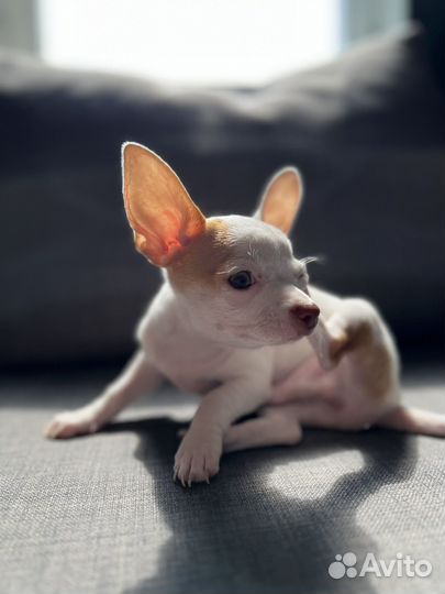 Щенок чихуахуа мини