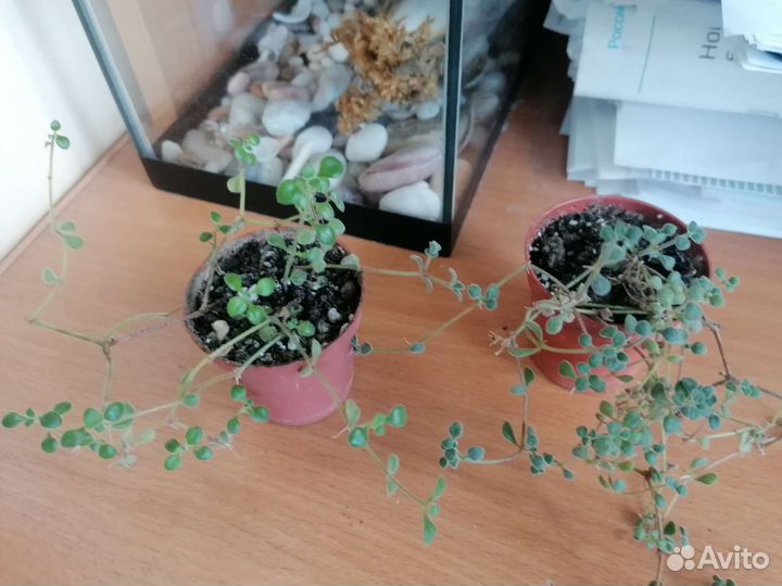 Суккуленты - 2