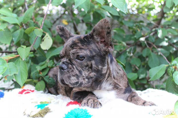 Французский бульдог щенки