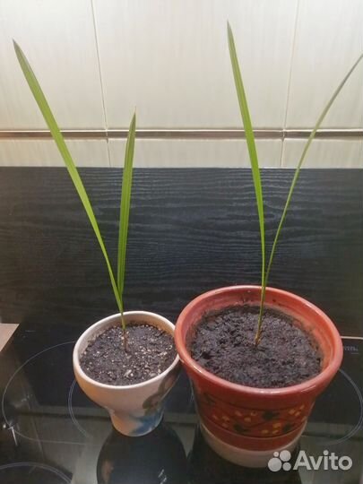 Финиковая пальма