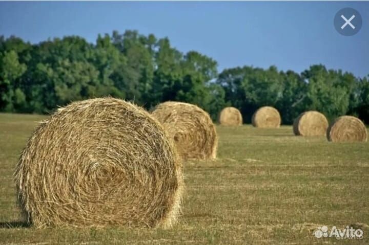 Сено в тюках