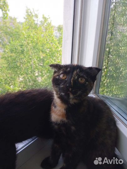 Отдам в добрые руки,два мальчика и рябая девочка