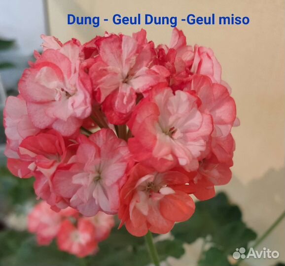 Пеларгония герань