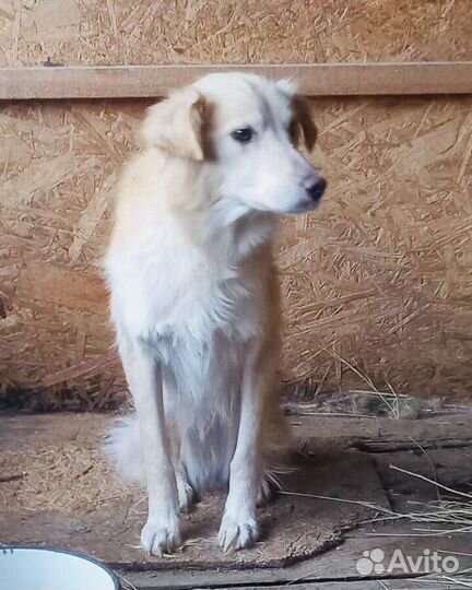 Отдам бесплатно собаку