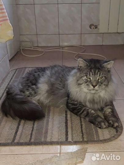 Вязка Мейн кун