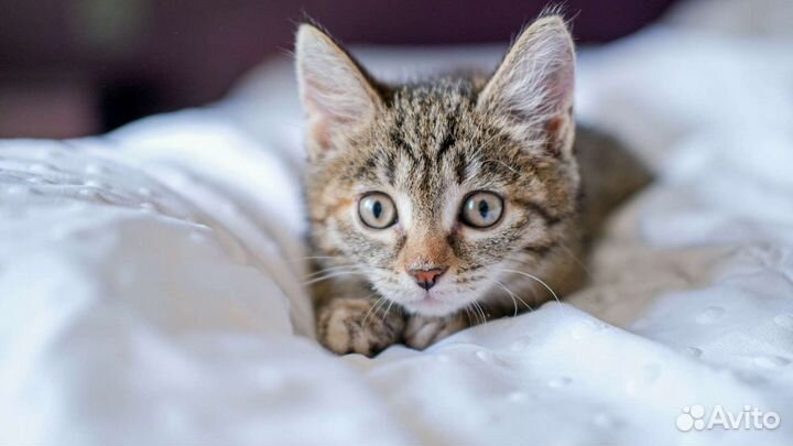 Кошечка Марошка