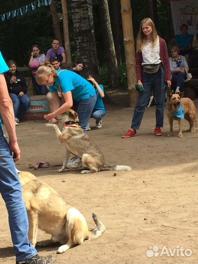 Собаки бесплатно в добрые руки