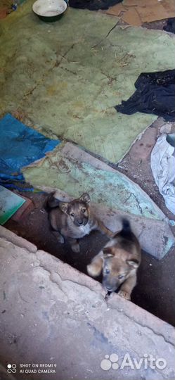 Отдам щенков в добрые руки