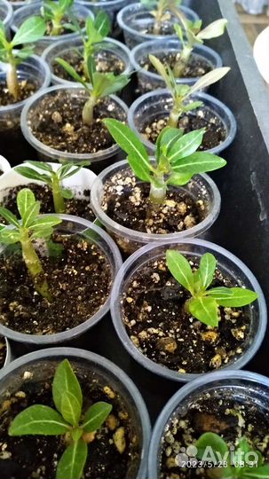 Роза Пустыни. Адениум