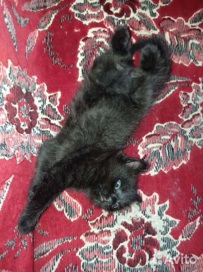 Черный котенок