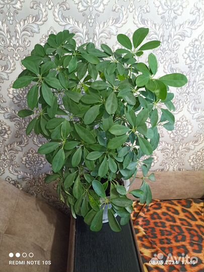 Комнатные цветы шефлера