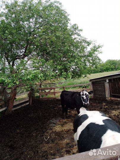 Тёлки и бык