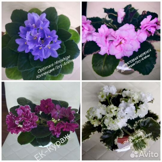 Черенки фиалок срез