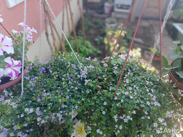 Бакопа ампельная