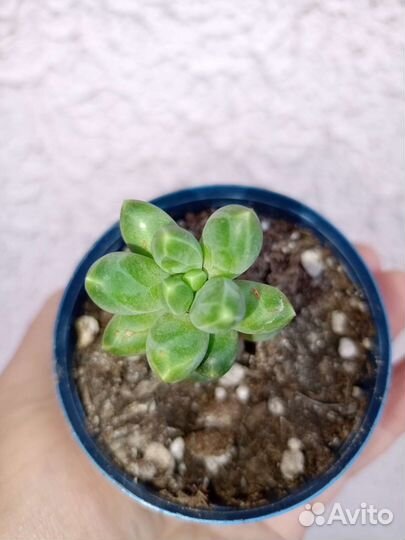 Суккуленты