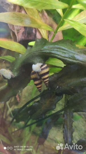 Аквариумные рыбки