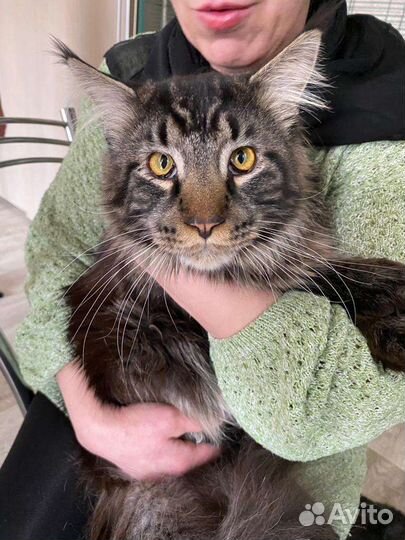 Мейн-кун вязка