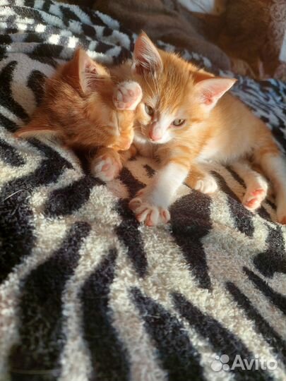 Рыженький котёнок