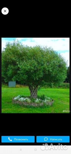 Плетеные деревья из ивы