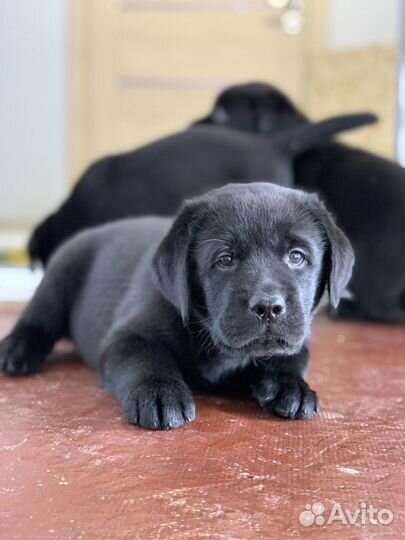 Лабрадор ретривер