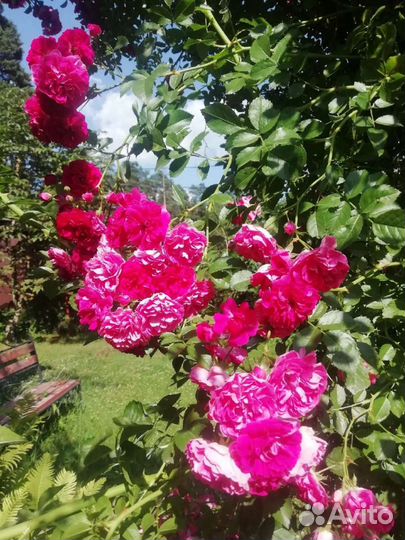 Роза плетистая