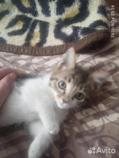 Котёнок девочка нежная