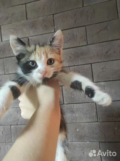 Котенок
