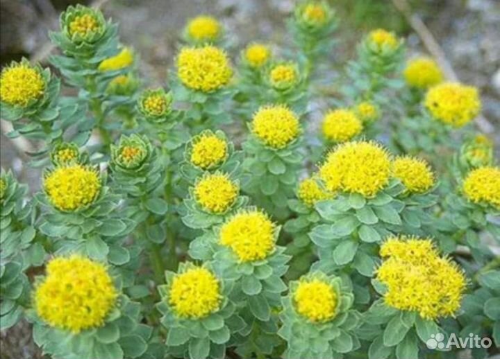 Родиола розовая, Золотой Корень