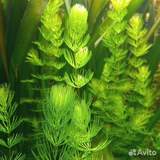 Украшение для аквариума