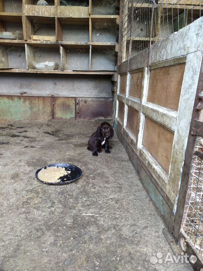 Русский охотничий спаниель щенки