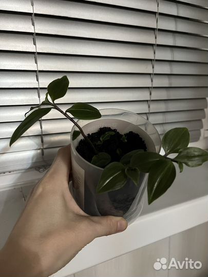 Комнатные цветы