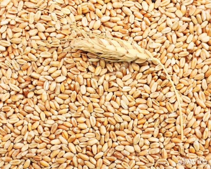 Пшеница, Ячмень, овес, горох, кукуруза, геркулес