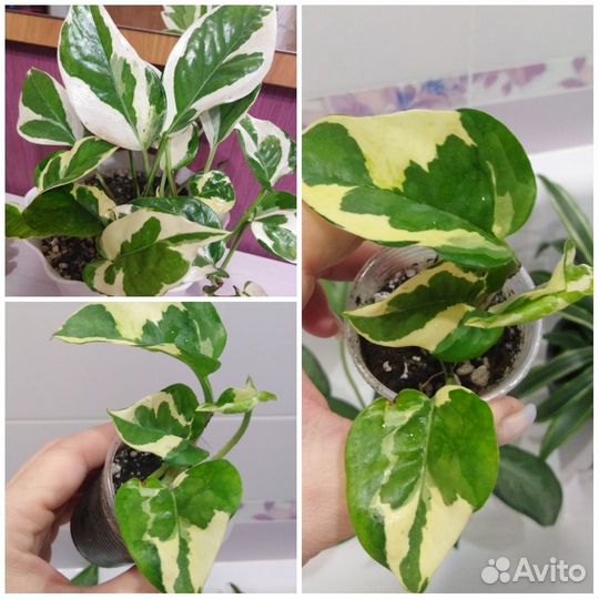 Сциндапсусы, эпипремнумы