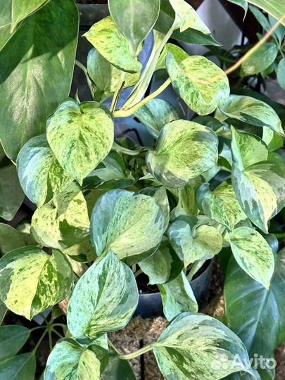 Сциндапсус эпипремнум