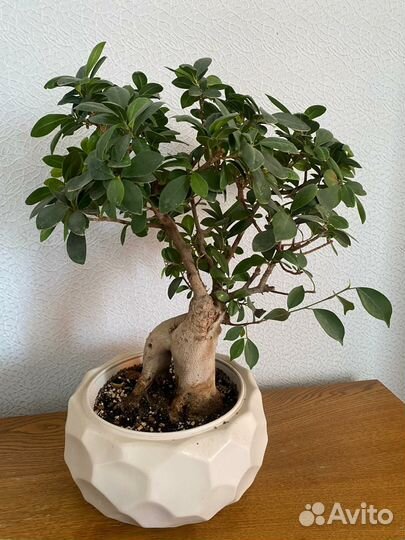 Фикус микрокарпа гинсенг бонсай