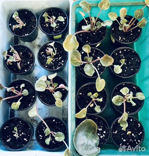 Фиалка (детки)