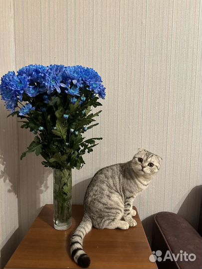 Шотландский кот вязка