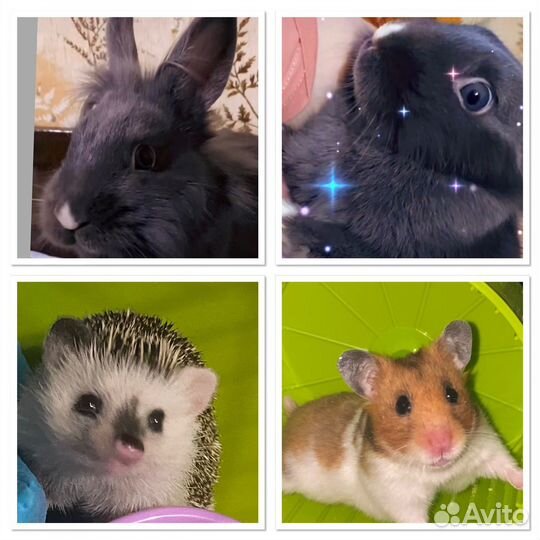 Вязка кроликов,хомяков,ежиков