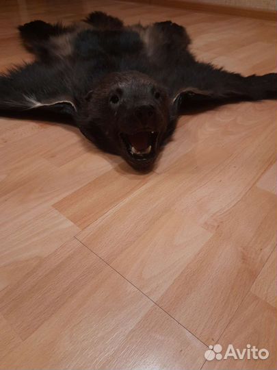 Шкура россомахи