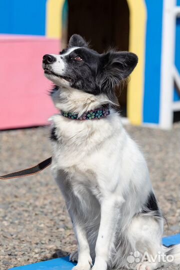 Забава Собака