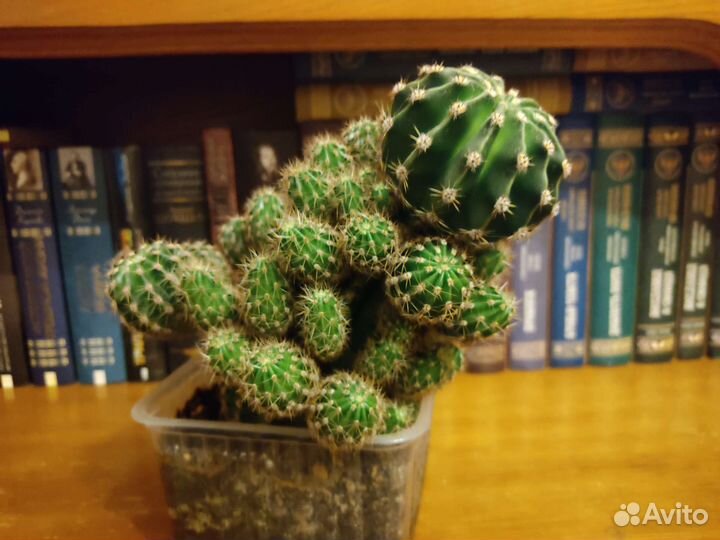 Кактус цветущий с детками