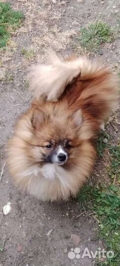Померанский шпиц мини девочки