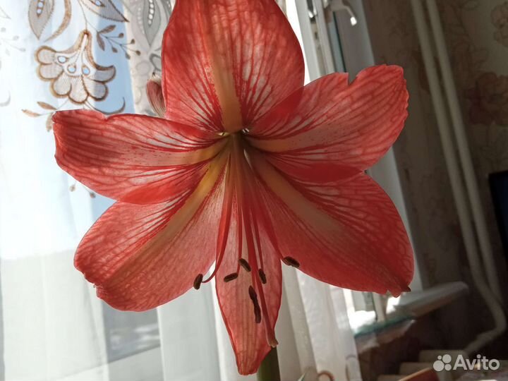 Гиппиаструм