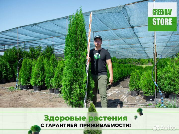 Туи 1,8 метра свежая копка 2023