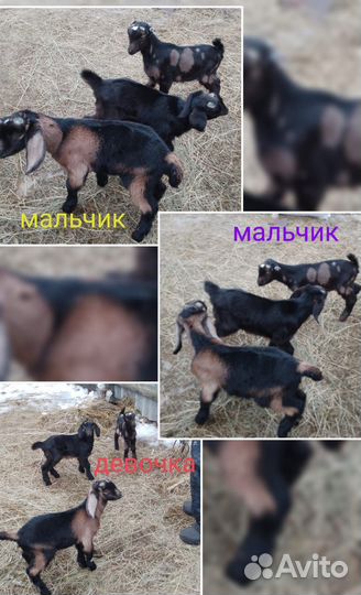 Козлята