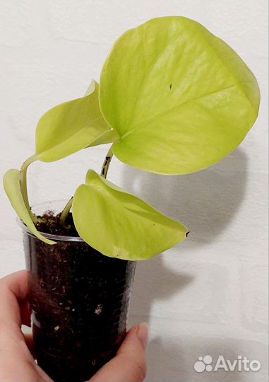 Сциндапсус Неон