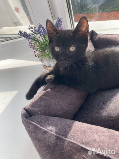 Милый котенок в добрые руки