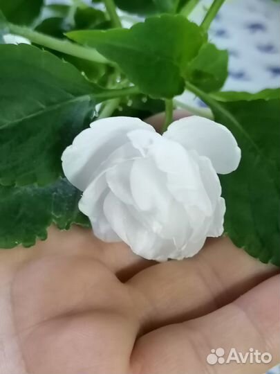 Бальзамин махровый разные